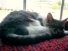 cat on knitted blankey